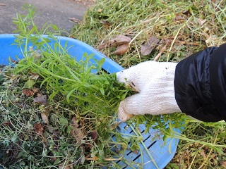 いきいきシニア応援事業草むしり